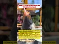 Download Lagu pancingan suara burung prenjak bahan #burung #prenjak #bird #birds #kicau #kicaumania #prenjakatas