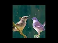 Download Lagu suara pikat burung ciblek semi alam liar #suaraburungciblek #burungciblek