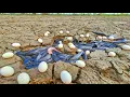 Lagu Wow,amazing fishing video, catching lots of fish in a small lake in the rice fields during low tide.