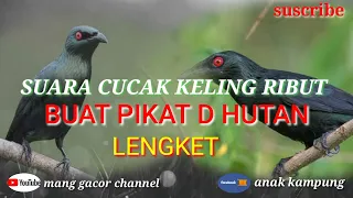 suara burung cucak keling ribut pikat