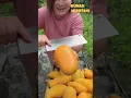 Download Lagu Begini Pertanian Buah Mangga Modern di China