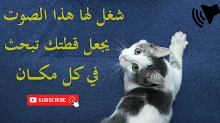 صوت مواء للنداء على القطط يجعلها تأتي إليك دندنها