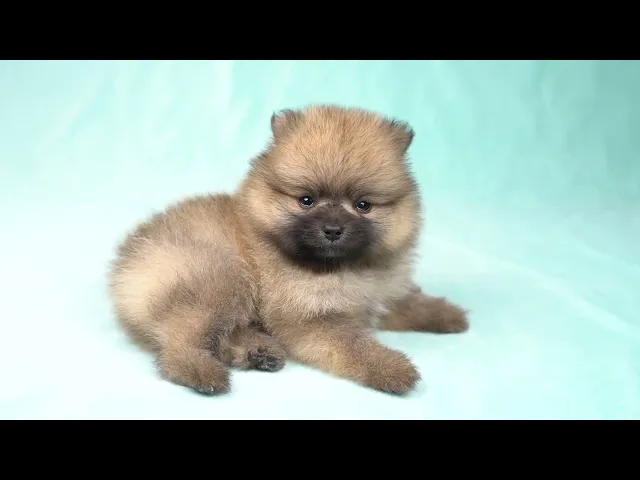 動画