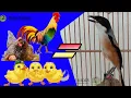 Download Lagu Cendet GACOR isian AYAM, bapak ibu anak di borong