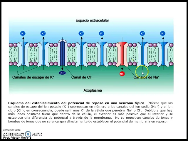 Clase potenciales de membrana parte I