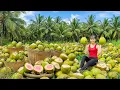 Download Lagu TIMELAPSE -- Harvest 1000+ Giant Jelly Coconuts, Transport Go to Market Sell - Flower Planting