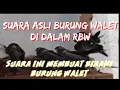 SUARA ASLI BURUNG WALET DI DALAM RBW || Link Download ada pada deskripsi
