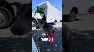 #fypシ #dream #pets #doberman #Fyp