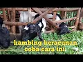 Download Lagu cara mengobati kambing keracunan rumput yang sudah di semprot obat