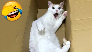 Funny cats and dogs video #22 🤣
