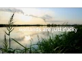 CAFNR Duck Migration Study
