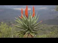 Indigenous plants of South Africa Native plants of South Africa