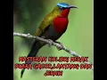 Download Lagu Masteran kolibri MERAK,suara jernih dan lantang
