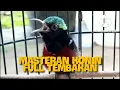 Download Lagu Masteran Kolibri Ninja Rol Tembak//Masteran Istimewa