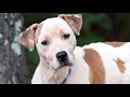 Cider for adoption at waltonpets net