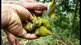 Download Pikat burung Pleci di hutan menggunkan mp3 dapat banyak MP3