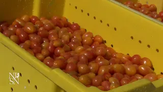 Meet New Jersey s newest tomato The Scarlet Sunrise