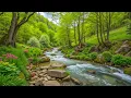 Download Lagu Helende muziek voor hart en geest 🌿 Natuurgeluiden voor stressverlichting en diepe slaap