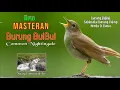SUARA Burung BulBul , Spesial Buat Masteran Burung Calon Juara || Masteran bulbul samoyii kicau