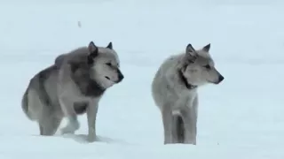 Animal Planet Valley Of The Wolf Documentary  Animal Planet Valley Of The Wolf Documentary