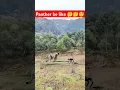 Panther koma m h 😂 #panther #shortsfeed