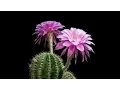 Time-Lapse Beautiful Cacti Bloom Before Your Eyes Short Film Showcase