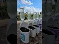 Download Lagu Episode 162 How to grow vegetables easily​​ , How to grow Planting chili peppers​ in Dishwashing