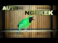 Download Lagu AUTO NGEKEK || CUCAK IJO GACOR FULL TEMBAKAN NGEKEK PANJANG