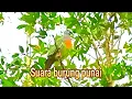Download Lagu SUARA PIKAT BURUNG PUNAI PALING AMPUH