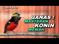 MASTERAN KONIN GACOR FULL ISIAN TEMBAKAN MEWAH TAJAM COCOK BUAT MASTERING BURUNG JUARA KOLIBRI NINJA
