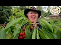 Raintree Nursery s Cherry Growing Guide