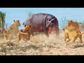 Download Lagu Angry Hippo Tries Fighting Off 7 Lions