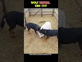 Download Lagu Donkey veulen bijna uit elkaar gescheurd‼ ️ Savage End voor de wolf #Donkey #Wolf