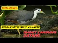 Download Lagu Terbaru. Cuba Suara Ini, Burung Wak-Wak Pasti Muncul!