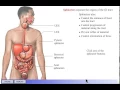 GI Sphincters