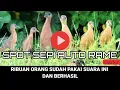 Download Lagu ⭐SUARA PIKAT RUAK RUAK MERAH//TENGKOAH//TAK TAK//RUAK RUAK SULAWESI ‼️💯PALING AMPUH-JERNIH-BENING