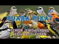 Suara Pikat Semua Jenis Burung Kecil Dan Burung Masteran