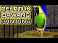Download Lagu Cucak Ijo Isian Pel4tuk Bawang Panjang Incaran Juri
