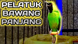 cucak ijo isian pel4tuk bawang panjang incaran juri