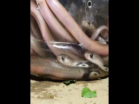 एक घर में निकले इतने सारे सांप लोगो के उड़े होश  #facts #snakerescue #shorts