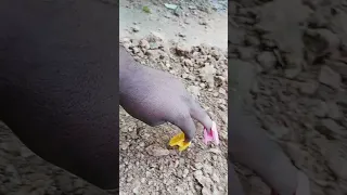                                      دندنها