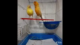 تزاوج الكناري 