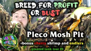 Download Profit aquarium - Bristlenose Pleco, cherry shrimp, and endler Breeding Guide in a 29 gallon MP3