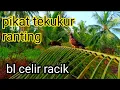 Lagu tekukur pikat ranting 2021~tekukur kepri