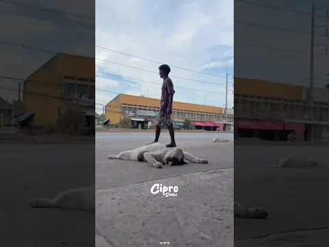 UN GATO REFLEXIVO #viral