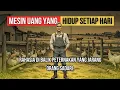 Download Lagu jangan salah ternyata peternakan itu mesin uang yang berputar setiap hari