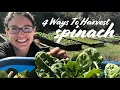 When How to Harvest Spinach 4 WAYS