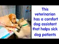 50 Adorable Animal Memes That Might Just Turn Your Day Around - Hilarious Animal