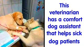50 Adorable Animal Memes That Might Just Turn Your Day Around - Hilarious Animal