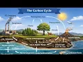 Carbon Cycle Explained Easy science for Students BSC Msc short notes